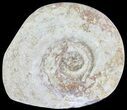 Cut and Polished Lower Jurassic Ammonite - England #62579-1